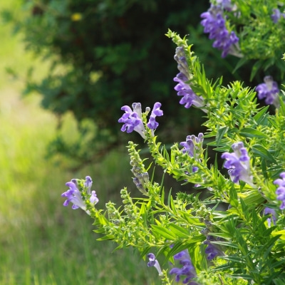 �йش��ڼ��룡��ݳ�������������